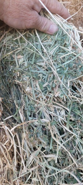 Lucerne 90% barley 10%