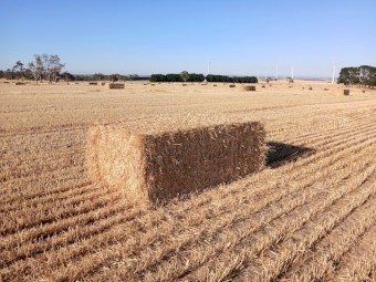 300 x Wheaten Header Tailings Straw 8x4x3 Bales