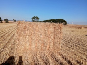 300 x Wheaten Header Tailings Straw 8x4x3 Bales