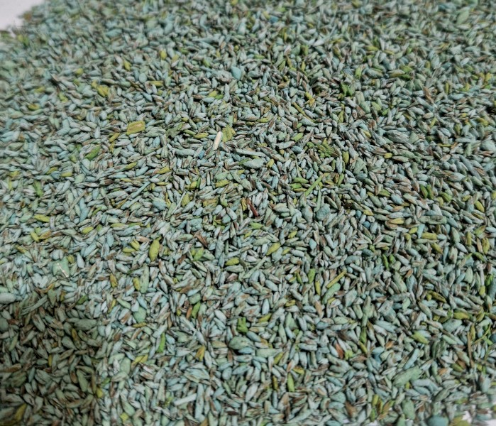 Terregen Summer Sale - Katambora Rhodes Grass (Chloris gayana cv.katambora)