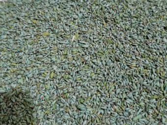 Terregen Summer Sale - Katambora Rhodes Grass (Chloris gayana cv.katambora)