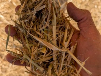 100mt Oaten/Rye/Clover Mix Hay 500-550kg 8x4x3 Bales
