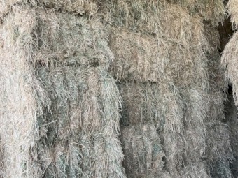 '25 season Barley Hay