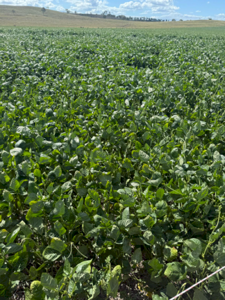 500mt Cow Pea Hay 4x4 Round Bales