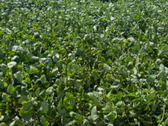 500mt Cow Pea Hay 4x4 Round Bales