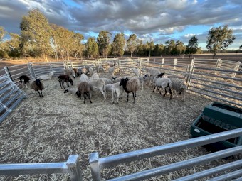 Aussie Whites & Dorper X