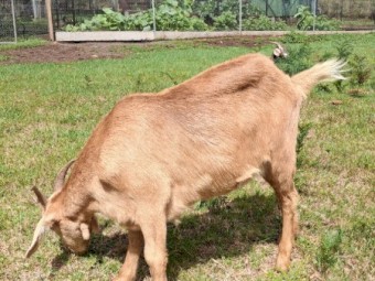 Boer x Toggenburg wethers