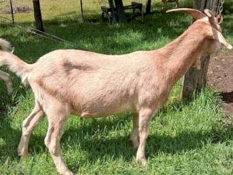 Boer x Toggenburg wethers