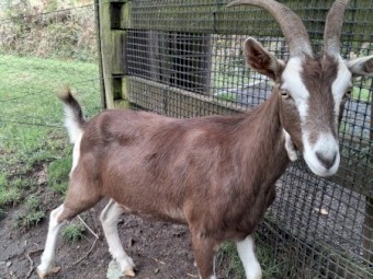 Boer x Toggenburg wethers