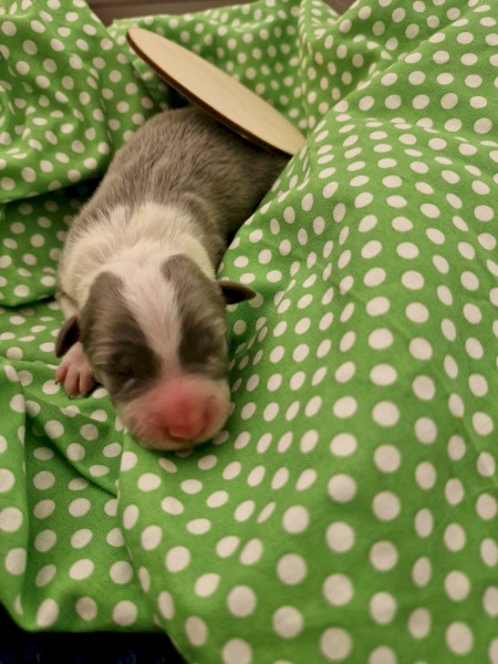 9 x Border Collie Puppies