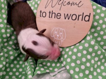 9 x Border Collie Puppies