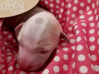 9 x Border Collie Puppies