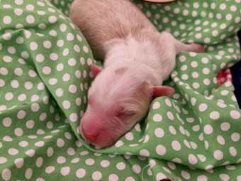 9 x Border Collie Puppies