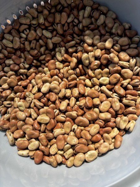 Samira faba beans