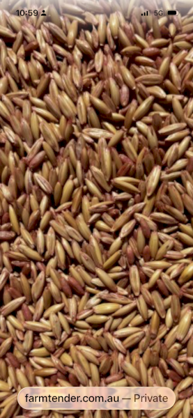 Yallara oats