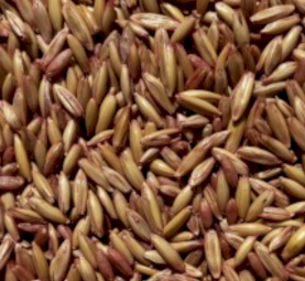Yallara oats