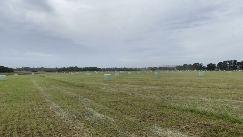 Italian Rye/Oaten Silage