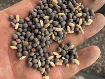 20mt Vetch /Wheat Mix