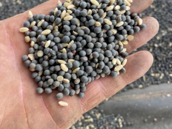 20mt Vetch /Wheat Mix