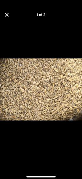 20mt Goldie Oats