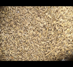20mt Goldie Oats