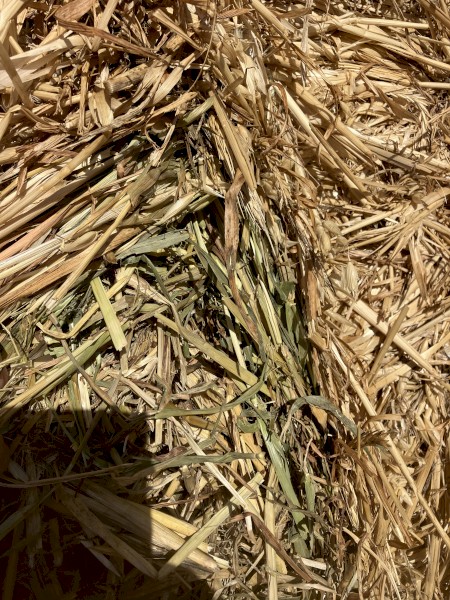 500mt Oaten Hay 550kg 8x4x3 Bales