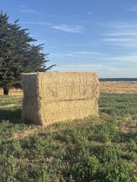 60mt Lucerne Hay 8x4x3 Bales