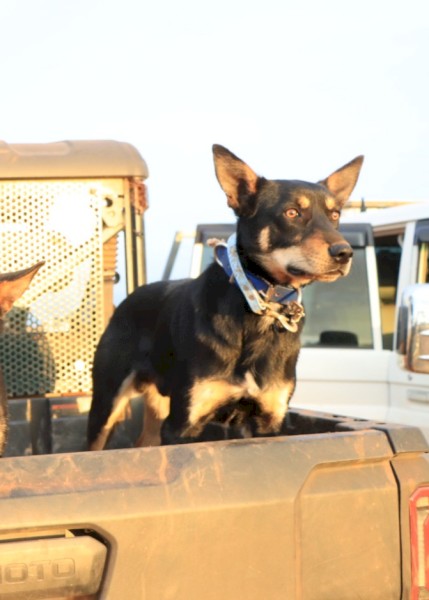 Working Male Kelpie