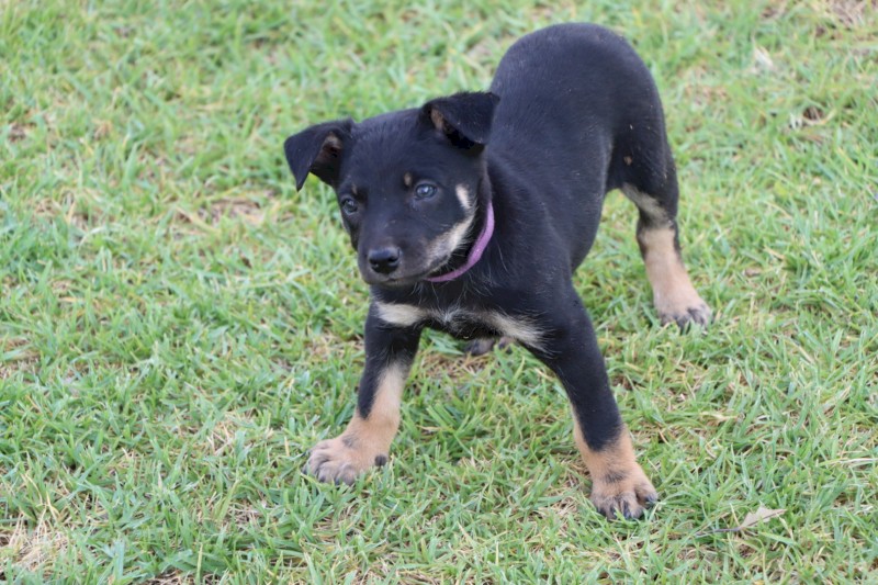 Kelpie Pups x 5