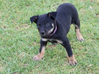 Kelpie Pups x 5