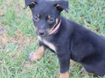 Kelpie Pups x 5