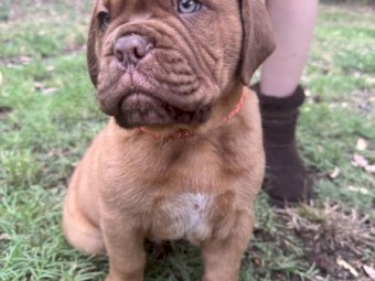 Dogue De Bourdeax Puppies x 4