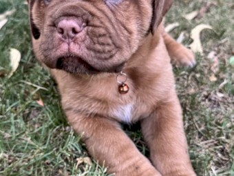 Dogue De Bourdeax Puppies x 4