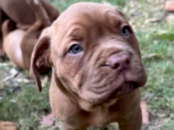 Dogue De Bourdeax Puppies x 4