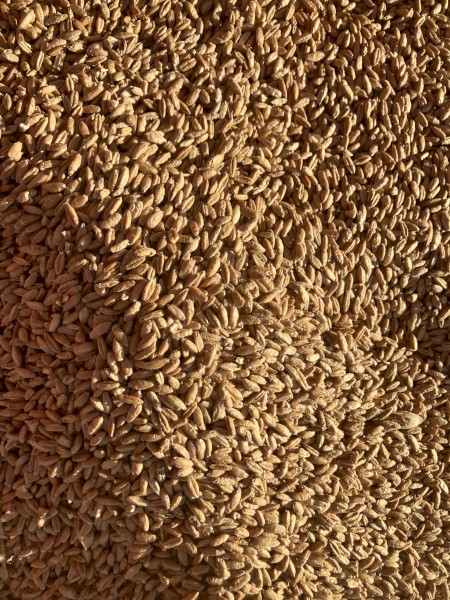 200mt Triticale Grain