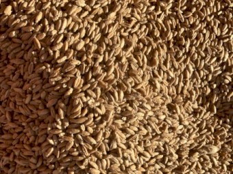 200mt Triticale Grain