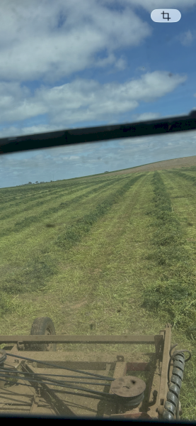 126mt Vetch/Medic Hay 8x4x3 Bales