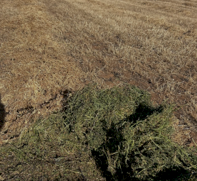 126mt Vetch/Medic Hay 8x4x3 Bales
