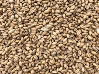 WANTED Beaufort Wheat Seed