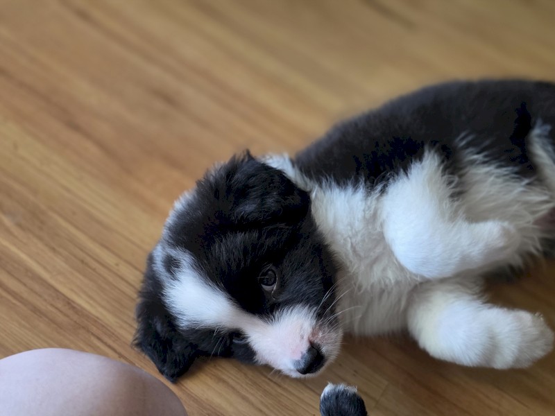 Border Collie Puppies x 13