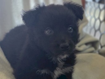 Border Collie Puppies x 13