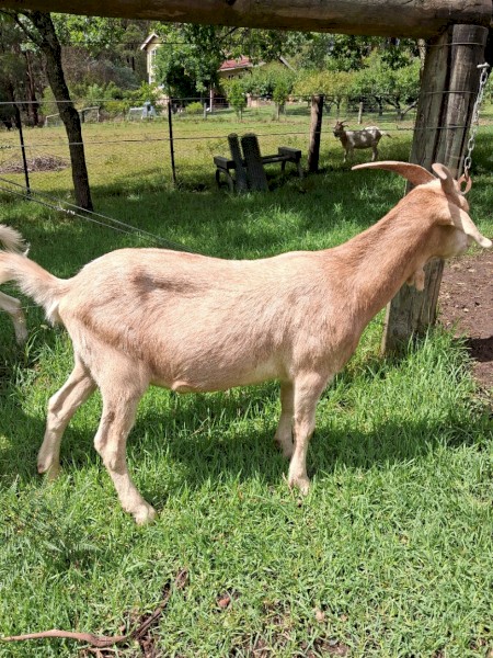 GOATS - Boer x Toggenburg