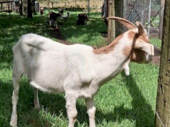 GOATS - Boer x Toggenburg