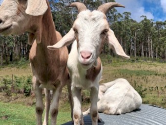 GOATS - Boer x Toggenburg