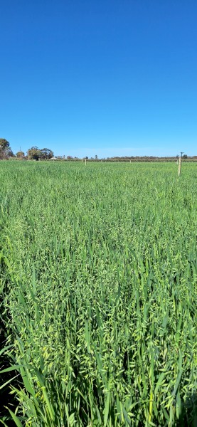  Oaten Hay