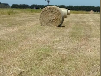 45 x Oats & Rye Round Bales