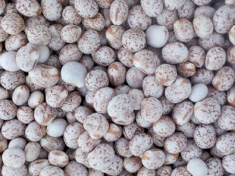 Jurian Lupins 2025 Harvest