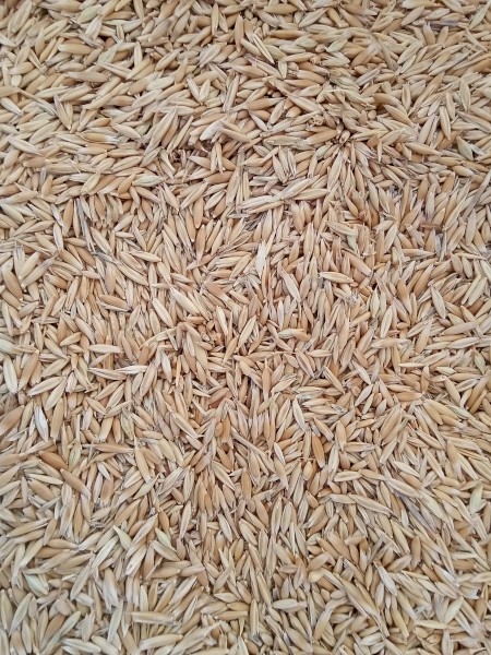 20 Mt Yarran Oats