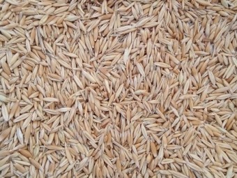 20 Mt Yarran Oats