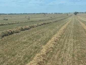 200mt Vetch/Pea Hay 8x4x3 Bales
